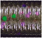 Load image into Gallery viewer, Oki Worm