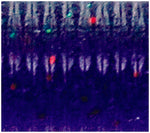 Load image into Gallery viewer, Oki Worm