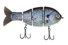 Load image into Gallery viewer, Baby Bull Gill