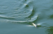 Load image into Gallery viewer, HOO 155HF Spec-C