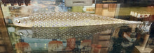 Load image into Gallery viewer, Super Fish Roller