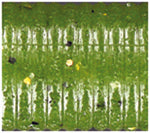 Load image into Gallery viewer, Oki Worm