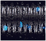 Load image into Gallery viewer, Oki Worm