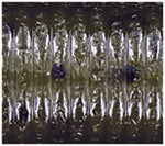 Load image into Gallery viewer, Oki Worm