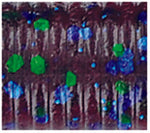 Load image into Gallery viewer, Oki Worm