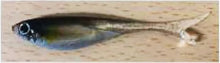 Load image into Gallery viewer, Airterris