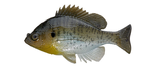 bluegill fish hook Bluegill Top Hook