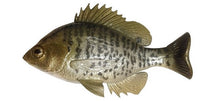 Load image into Gallery viewer, Bluegill Top Hook