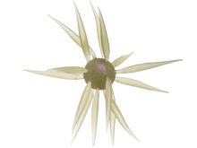 Load image into Gallery viewer, Coike Fish Elastomer L

