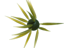 Load image into Gallery viewer, Coike Fish Elastomer L
