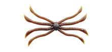 Load image into Gallery viewer, Octopus
