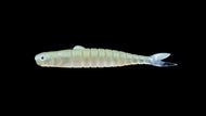 Volup Minnow 5 inch
