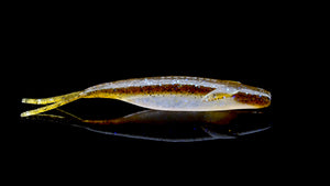 Sakamata Shad 4.5 inch