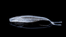 Load image into Gallery viewer, Sakamata Shad 4.5 inch
