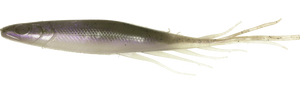 Judy Fish