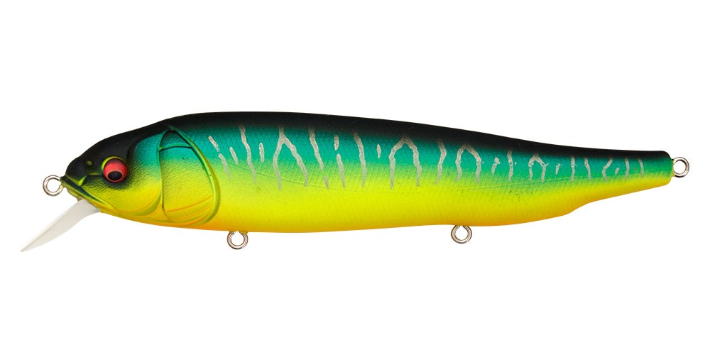 Lates Feeding Woofer – The Hook Up Tackle