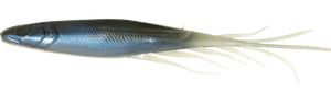 Judy Fish