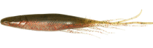 Load image into Gallery viewer, Judy Fish
