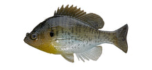 Load image into Gallery viewer, Bluegill Top Hook
