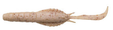 Load image into Gallery viewer, Jukusei Aqua Swimmer Shrimp
