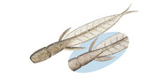 C-4 Leech