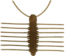 Load image into Gallery viewer, Miharamushi Pellet Bug
