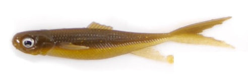 Multi-Shad PVC